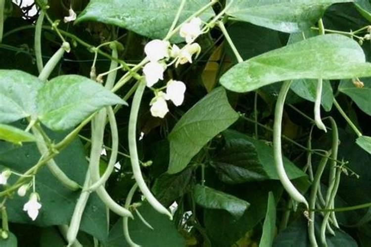 氮磷钾复合肥是什么肥料