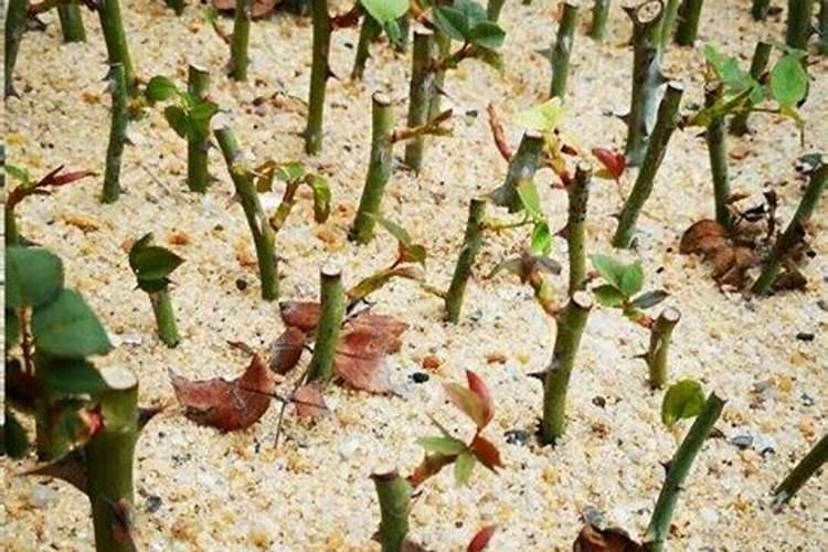 西瓜什么时候冲施钙肥？