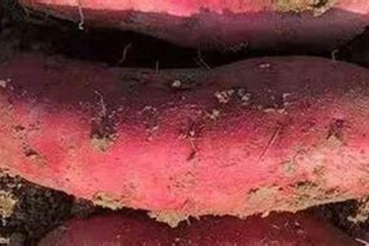 种红薯如何使用钾肥