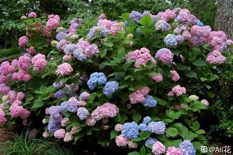 绣球花变蓝色用什么肥料