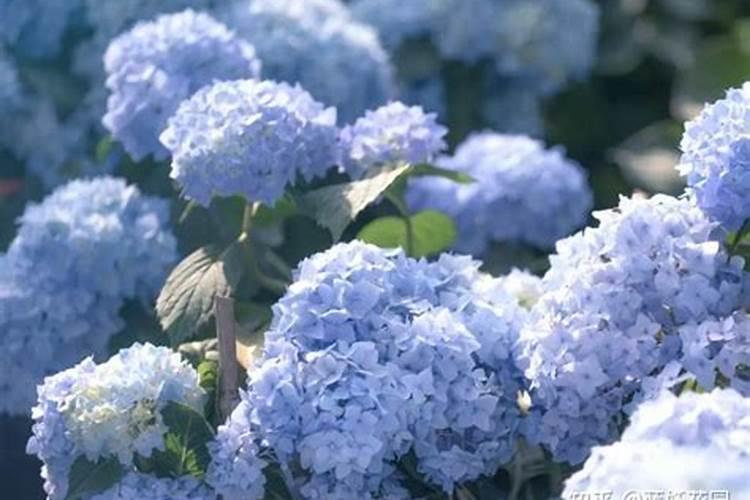 绣球花怎么养护