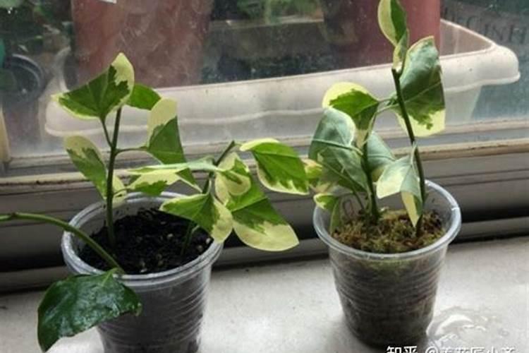 三角梅施肥施什么肥