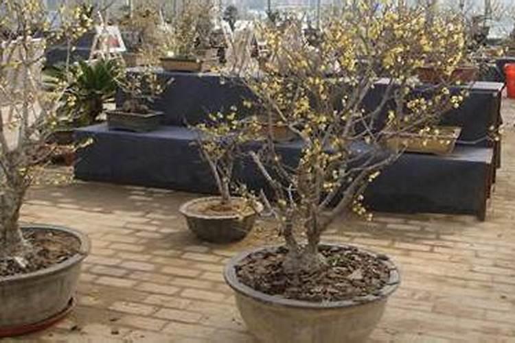 家里用啥替代硼肥