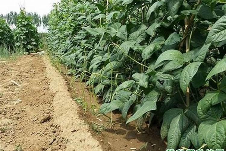 简单种植红薯的方法 种植红薯的简易方法