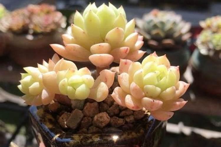 橙瓣风车草多肉植物如何进行浇水管理