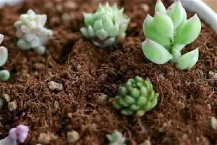 橙瓣风车草多肉植物如何进行浇水管理