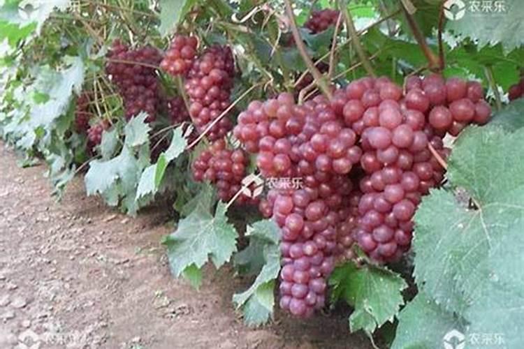 柑橘幼树根系发育不好用什么调节剂