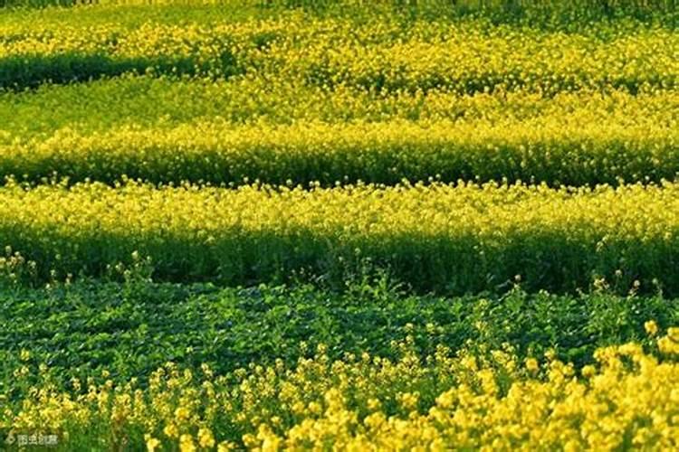 西瓜坐果后的施肥方法