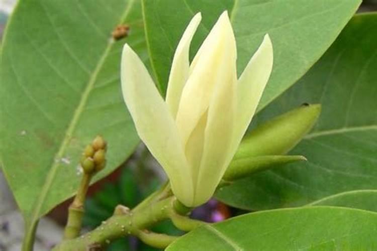 黄果兰树怎么栽培