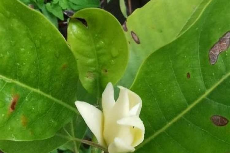 大黄果兰树掉叶子(大黄果兰树掉叶子原因及防治措施详解)