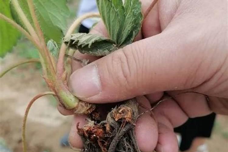 高钾大量元素水溶肥哪个牌子的比较好,