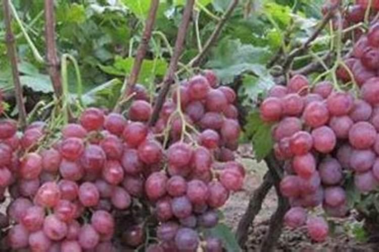 高钾复合肥那家好