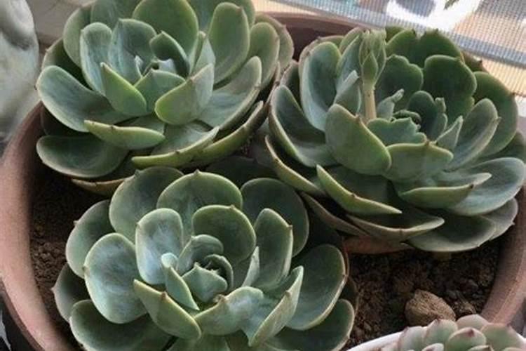 多肉施什么肥好