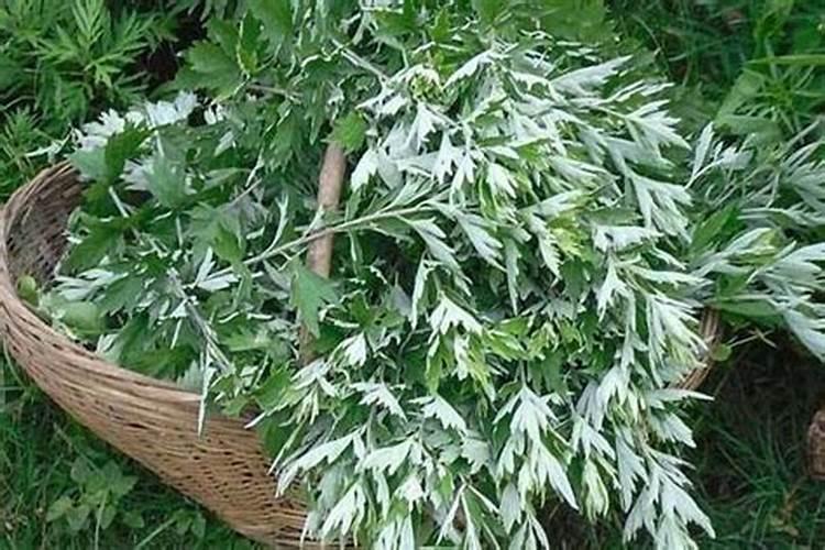 租地一亩900元,种植艾草是否还有利润？亩产量是多少？