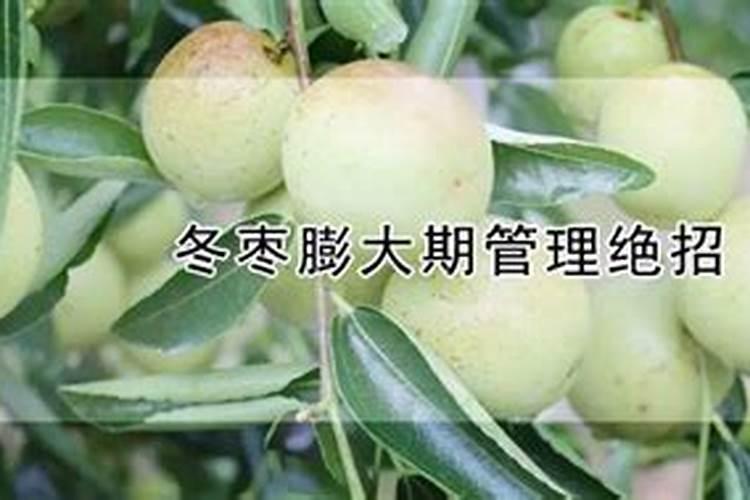 冬枣蕾黄落蕾怎么回事？