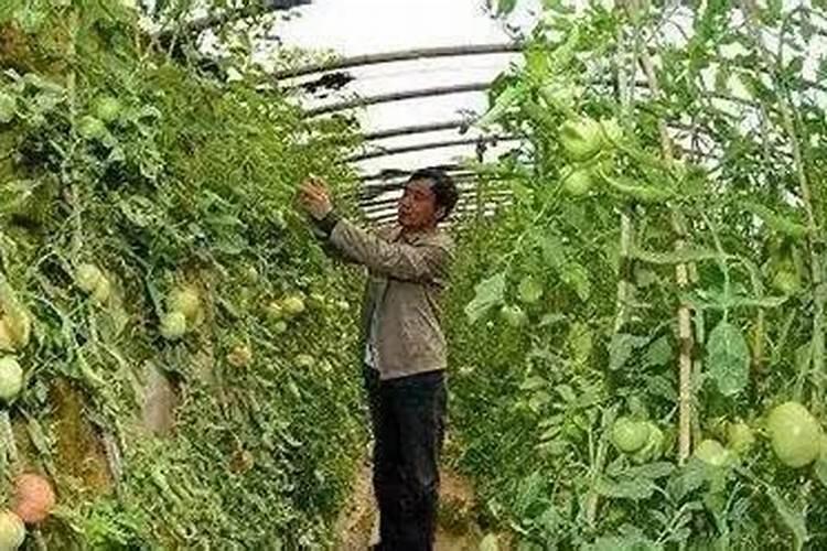 西红柿长多高时再追肥施什么肥