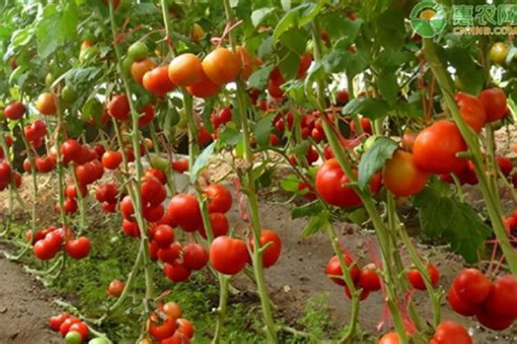 西红柿追肥用什么肥料好