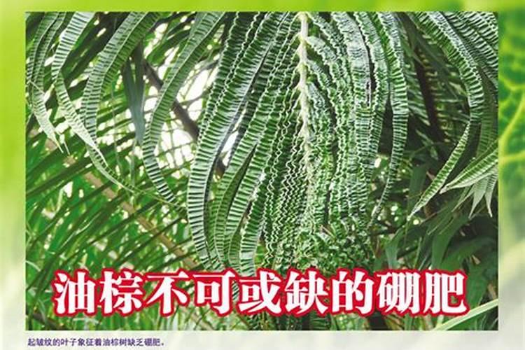 硼肥正确使用方法