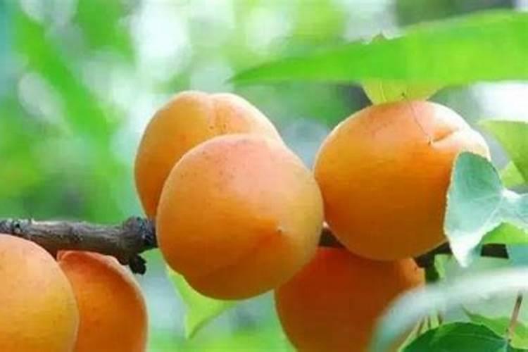 杏树落花后打什么药