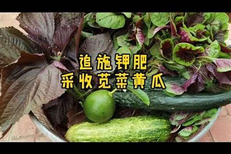 西瓜施什么肥料最甜？
