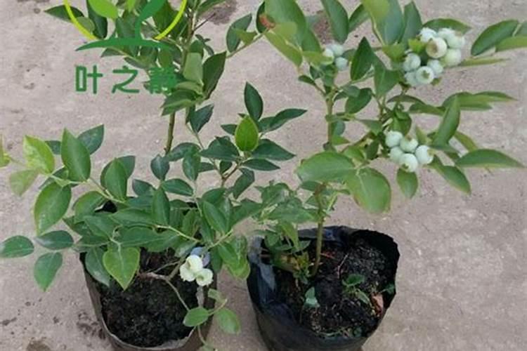 当年栽的果树能施肥吗 什么时候施肥好