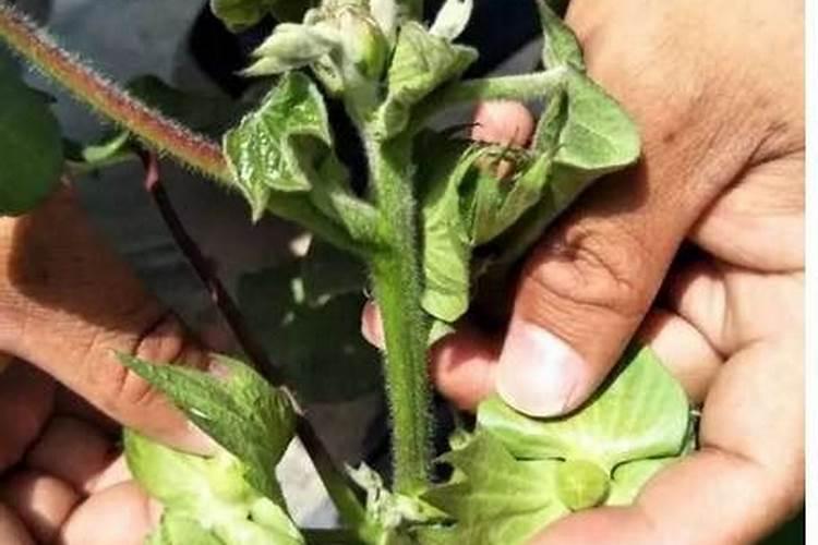 不能喝的葡萄酒怎么养花