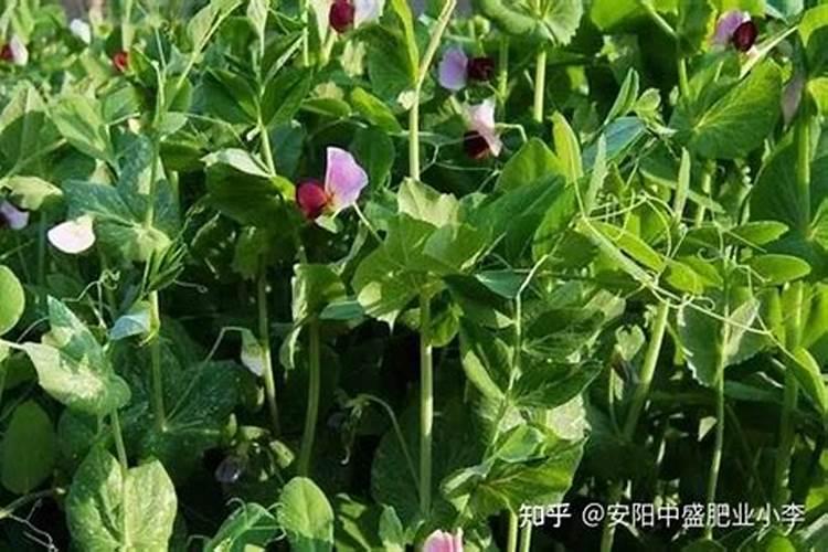 氮肥怎么用对植物好