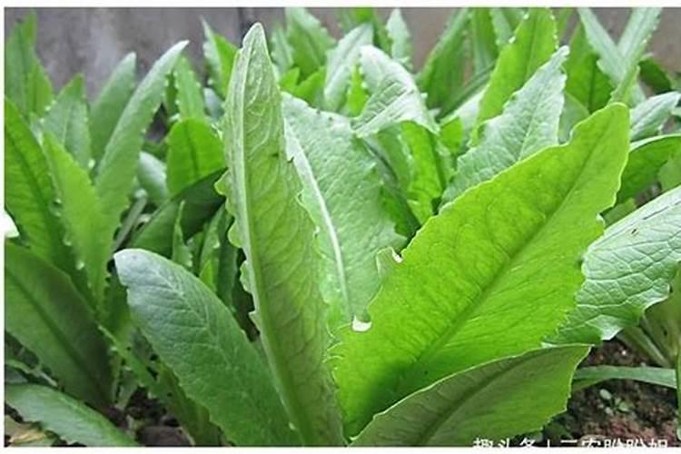 黄瓜生根养根肥料,生根剂用什么好,黄瓜生根剂那种牌的好