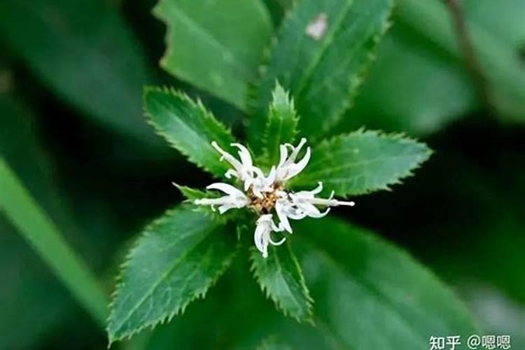 农博金草苍术种植施肥过多会造成营养过剩吗？