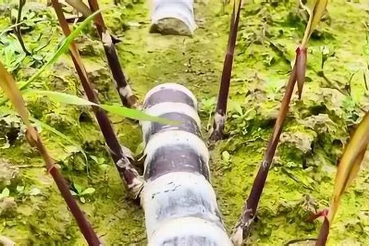 甘蔗种子粒怎样种