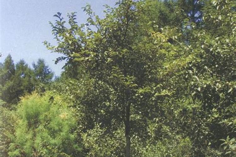 水溶肥好还是复合肥好