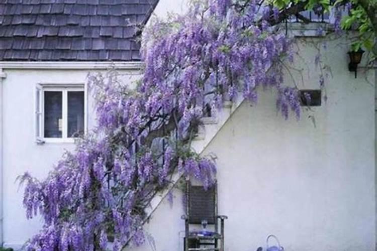 水稻孕穗期补锌的作用