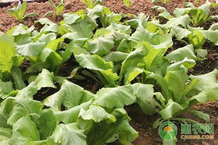 怎样种菜长得快 简单一招蔬菜长得壮壮的