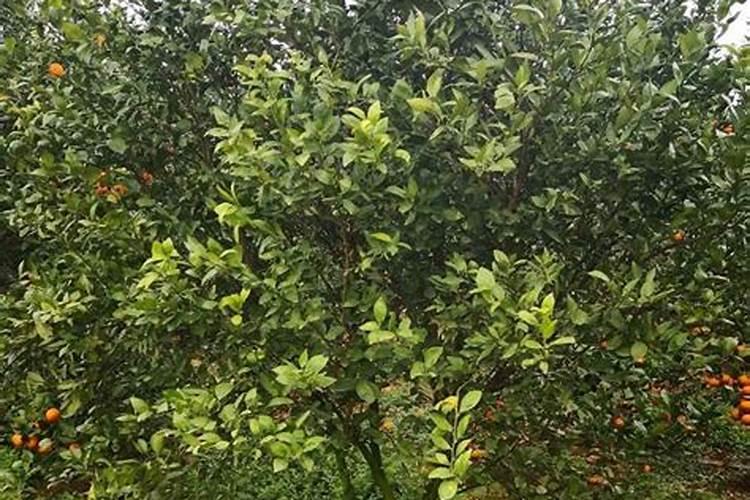 果树缺磷会出现哪些症状？