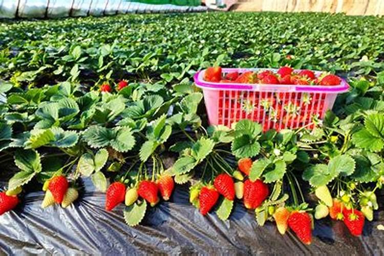大棚草莓施肥方案,什么时候施肥