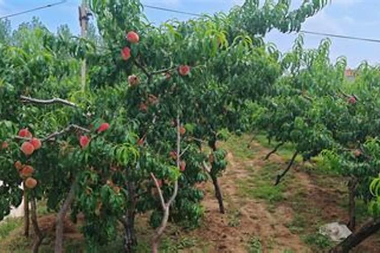 枣树哪时候适合施肥 枣树什么时候施肥