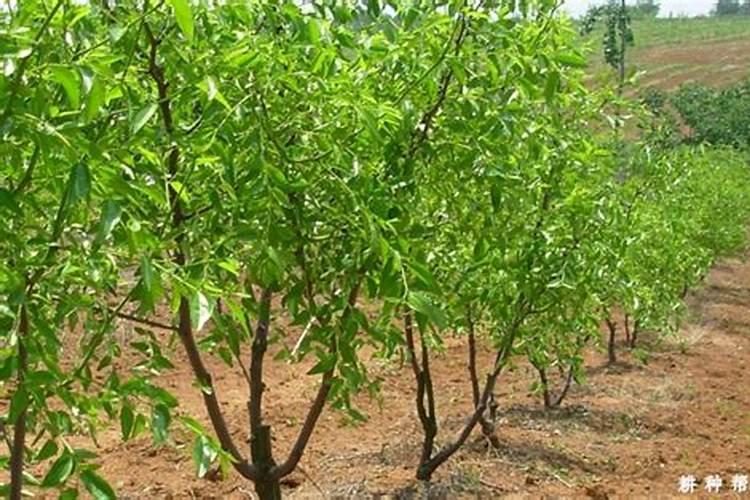 枣树施什么肥料最好