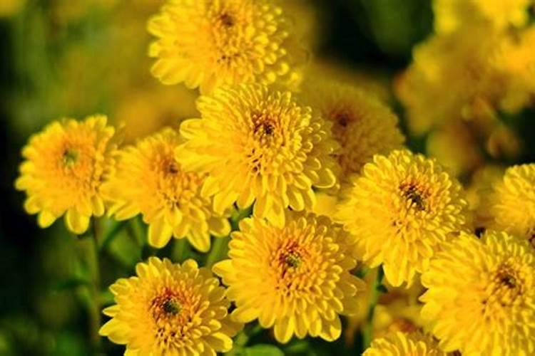 菊花施什么肥料好