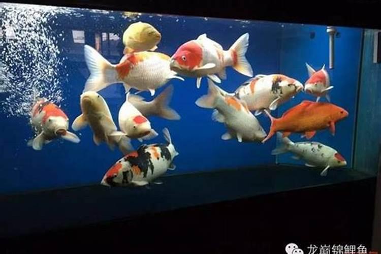 圣豆16豆种特征特性