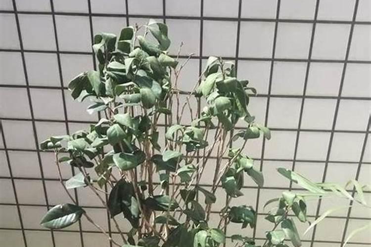 氮肥磷肥钾肥区别和作用