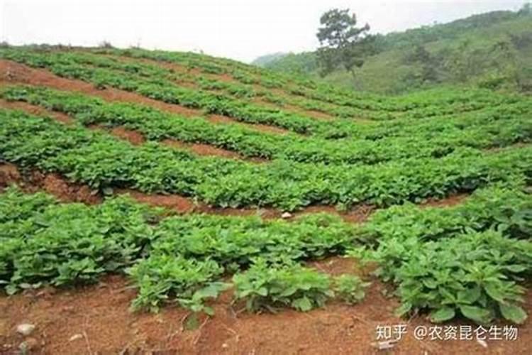 柘荣太子参病虫害防治