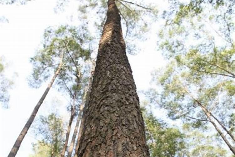 桉树需要施肥吗？