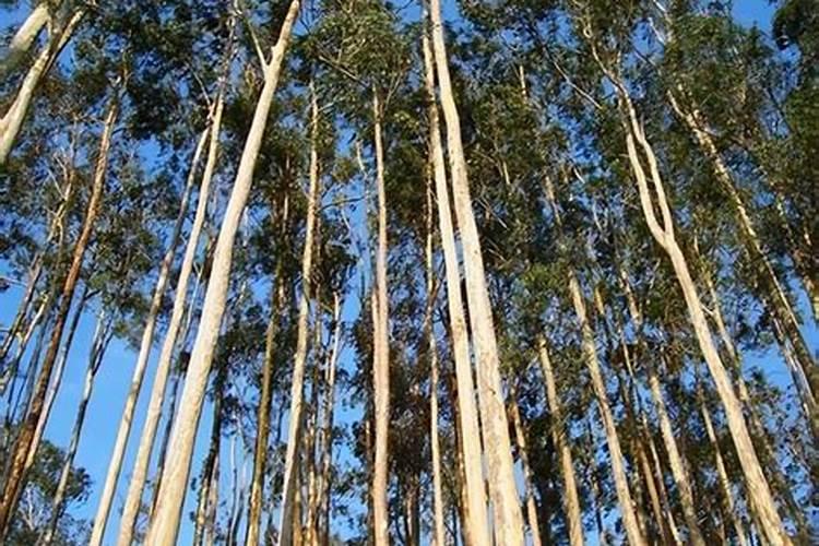 桉树一年放一斤肥料可以吗