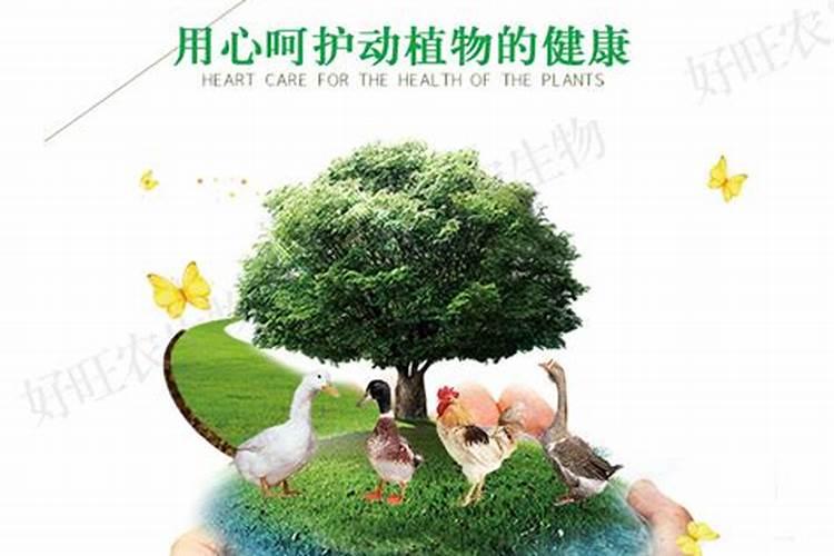 花生饼粕怎样发酵养鱼