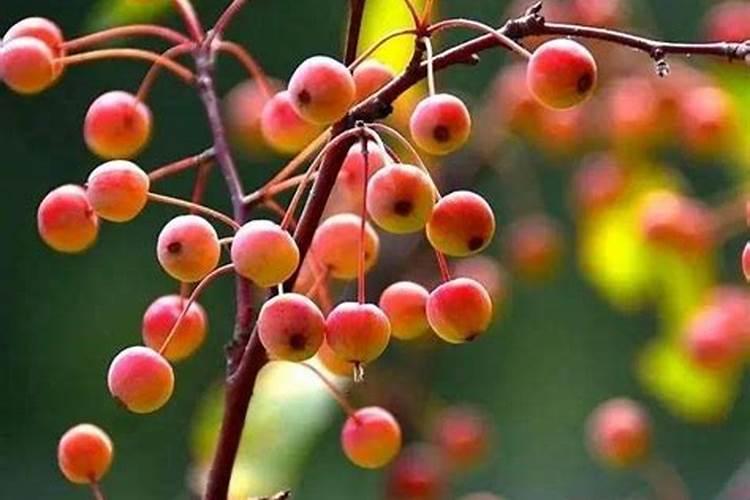 桃树九月份施什么肥？