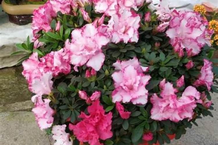 杜鹃花施什么肥,如何施肥