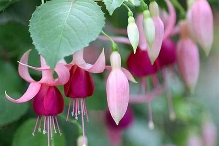 一亩玉米产多少秸秆