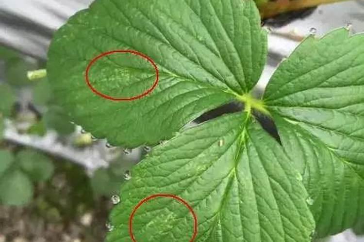 桃树补钙用什么好钙肥