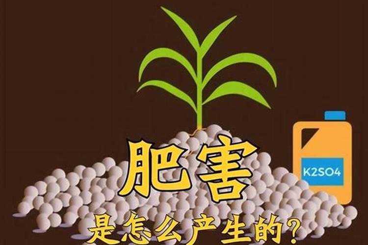 板栗树施什么肥最好