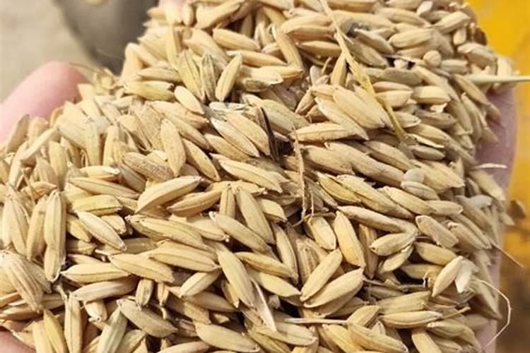 小麦用什么肥料好？返青后追肥用昆仑风叶面肥